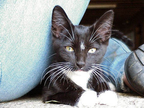 Photos\BarnCats\MVC-064x.jpg